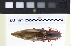 Foto (Dorsalansicht) von Semiotus virgatus (Erichson, 1847) (NHMW-ZOO-COL-0008221)